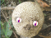 Alien fungus with hypnotic eyes